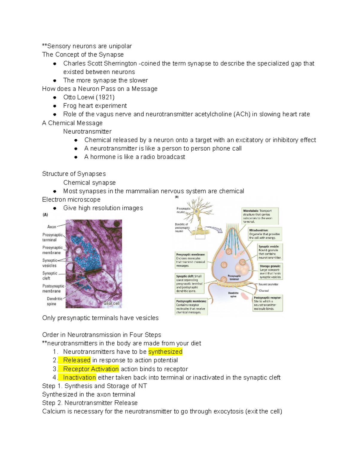 Ch5 Brain and Behavior - **Sensory neurons are unipolar The Concept of ...