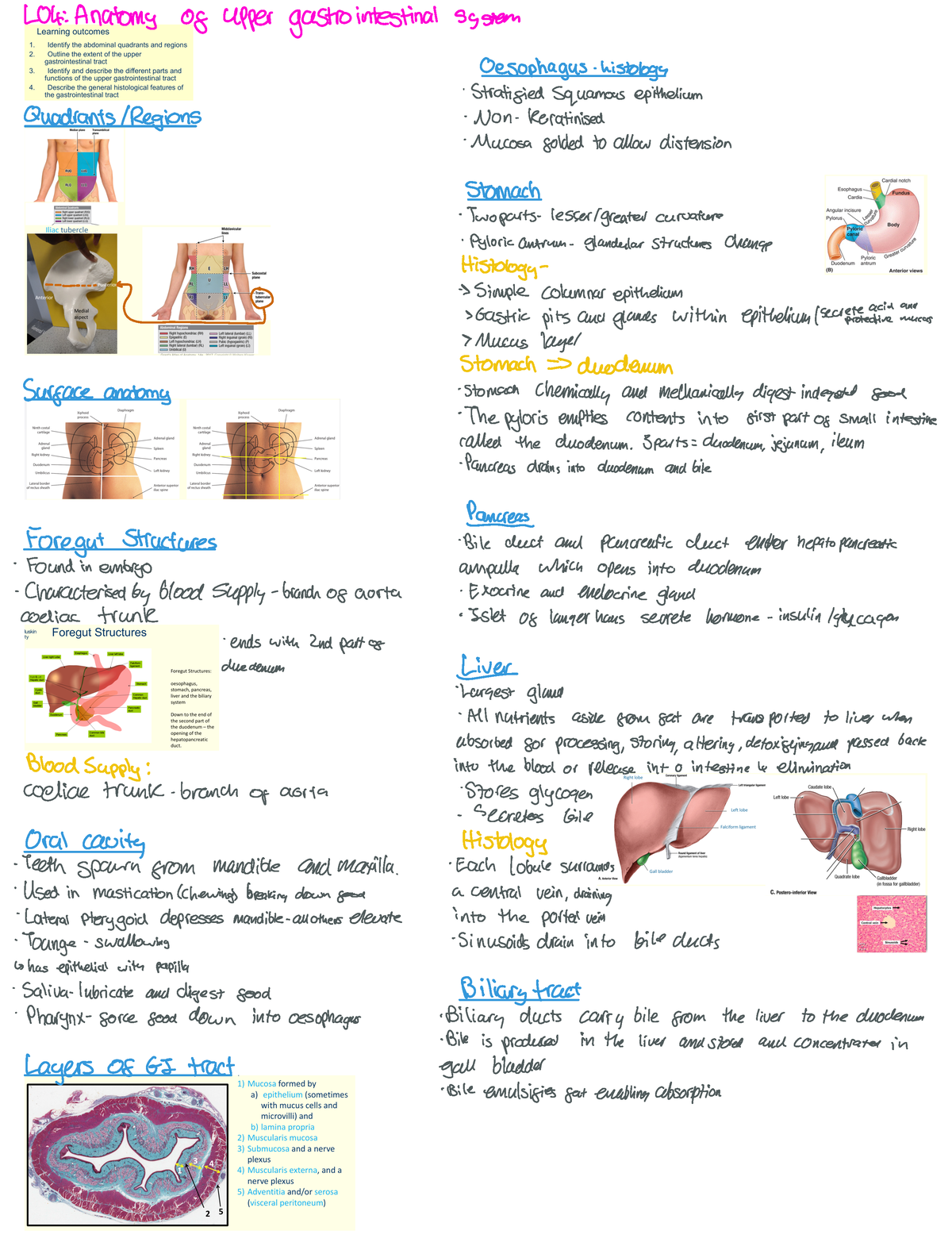 Week 6 Lecture 4 Anatomy of upper gastrointestinal system - LOK Anatomy ...