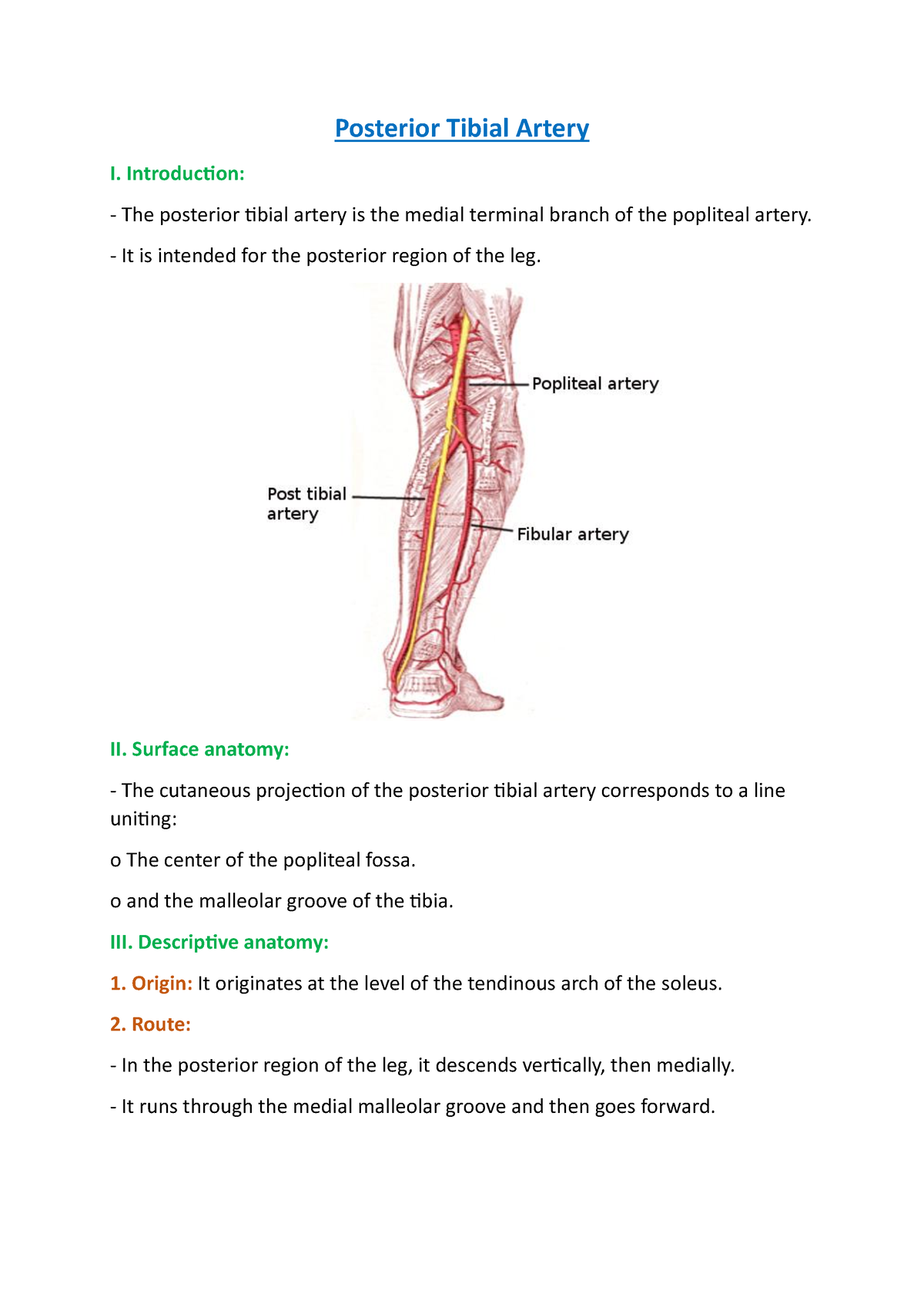 Posterior Tibial Artery - Introduction: The posterior tibial artery is ...