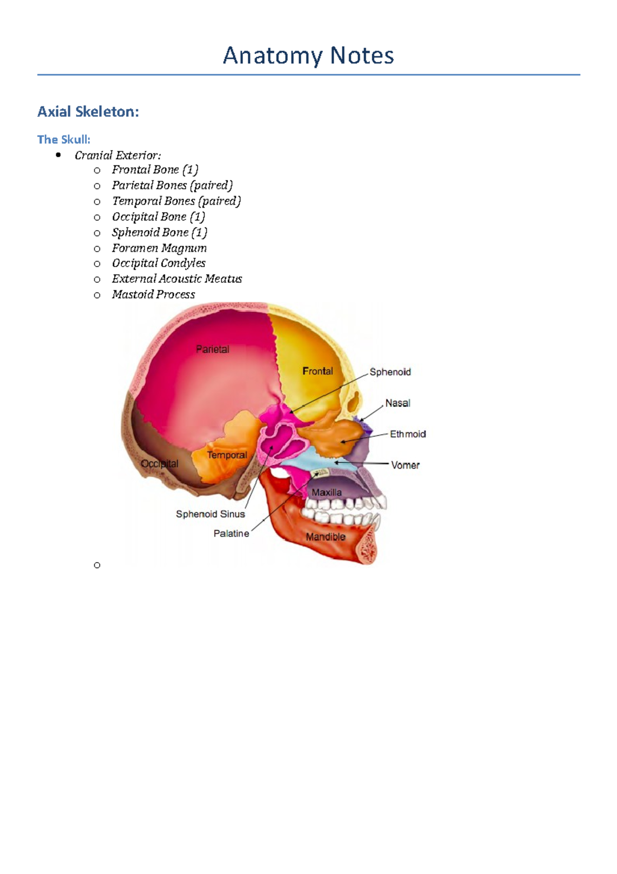 Anatomy and physiology skeletal system - Anatomy Notes Axial Skeleton ...