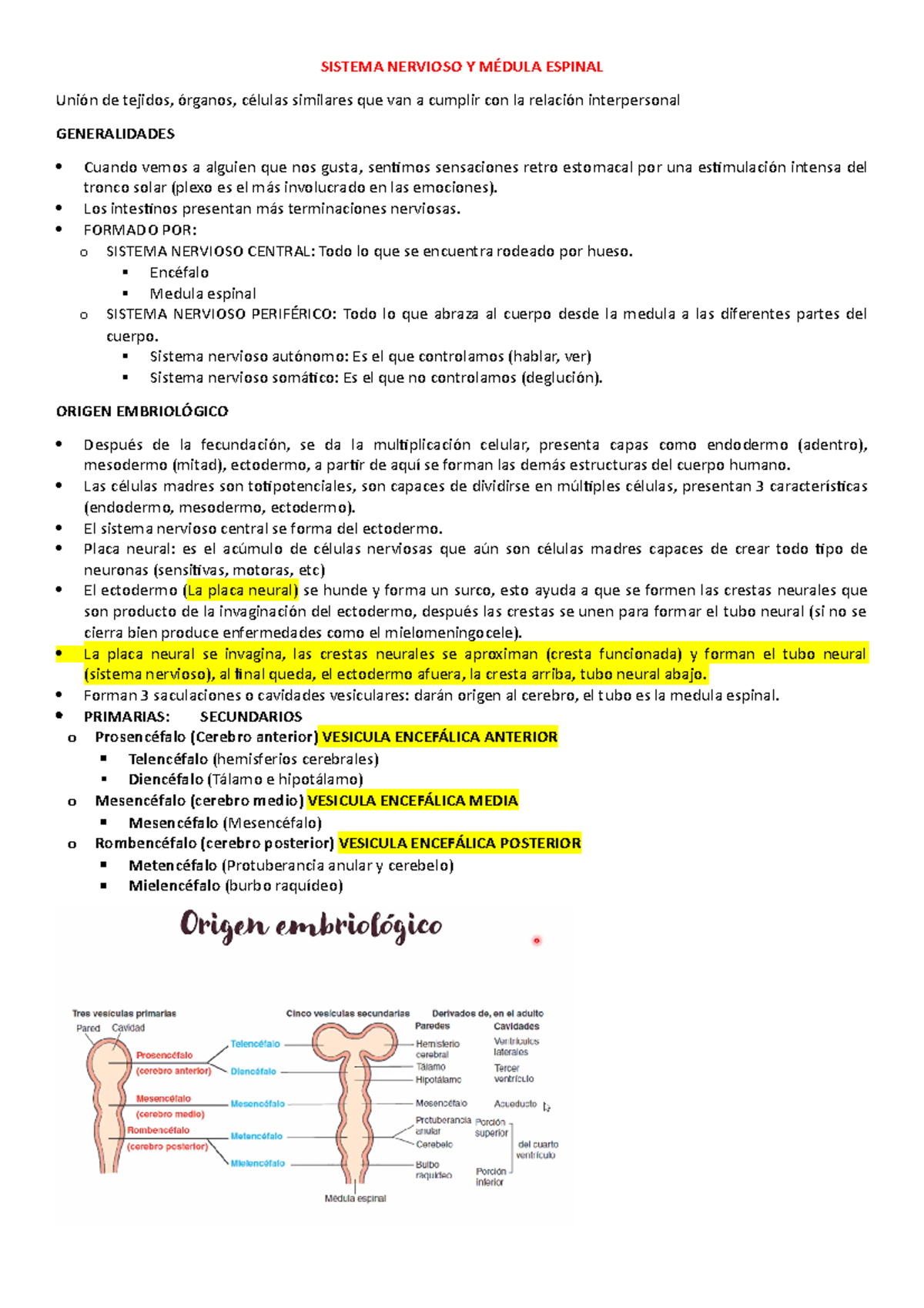 Neuroanatomia Medula Espinal Bulbo Raqu Deo Y Puente De Varolio