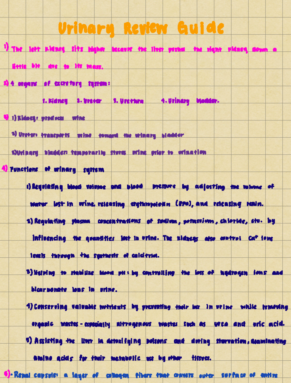 Urinary review guide - Urinary Review Guide The left Kidney sits higher ...