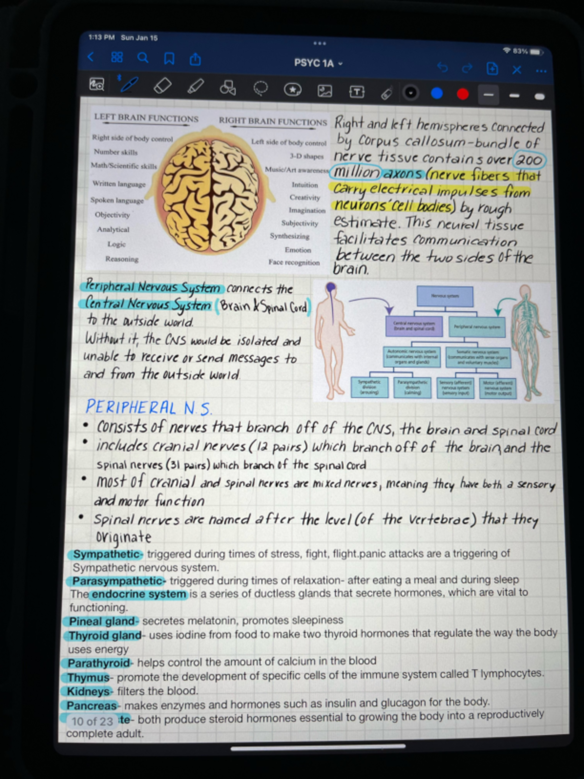 IMG 7786 - Brain - PSYC 1A - Studocu