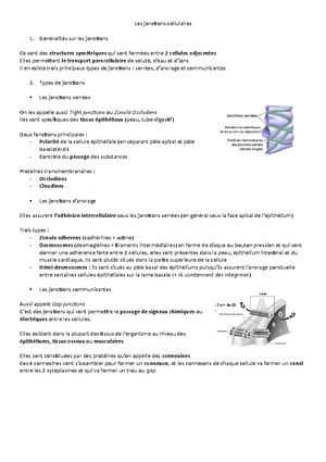 1. Physiologie Des Cellules Excitables - Propriétés Des Fondamentales ...