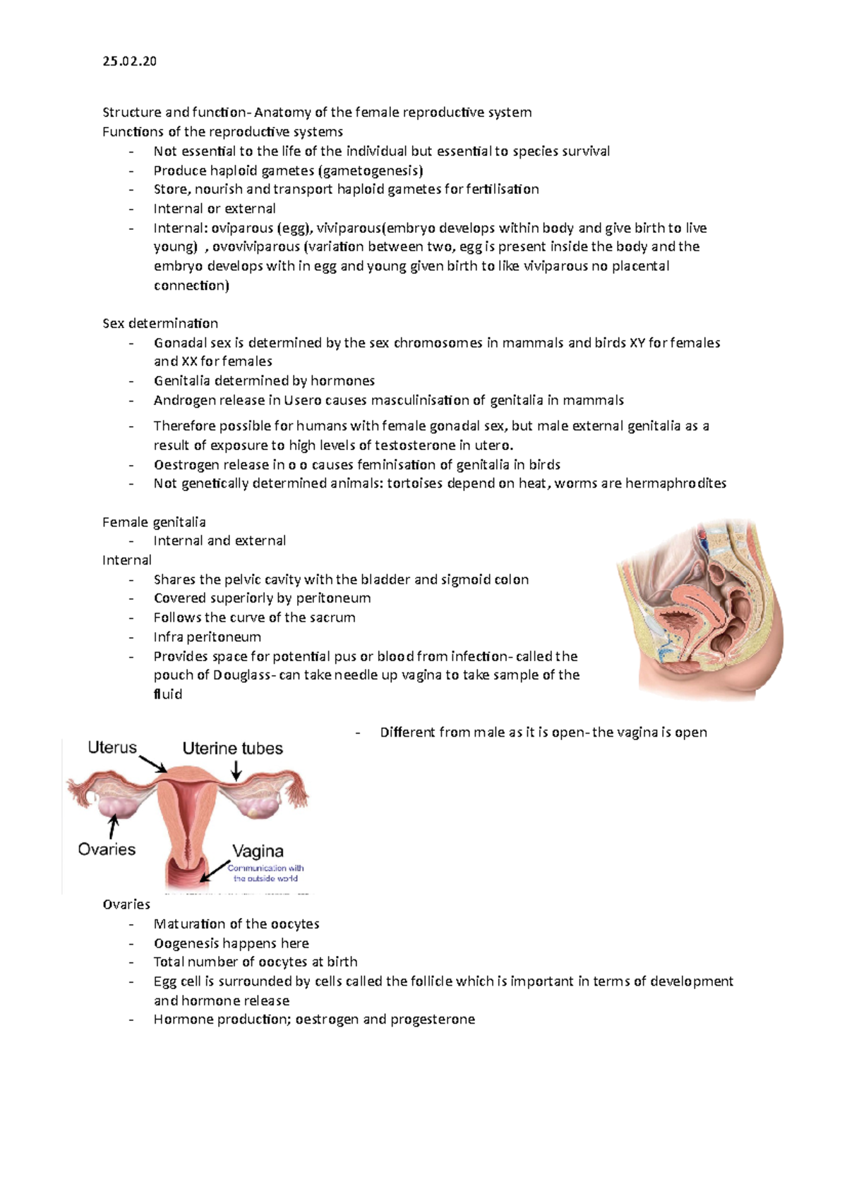 Anatomy of the female reproductive sytems - Structure and function ...