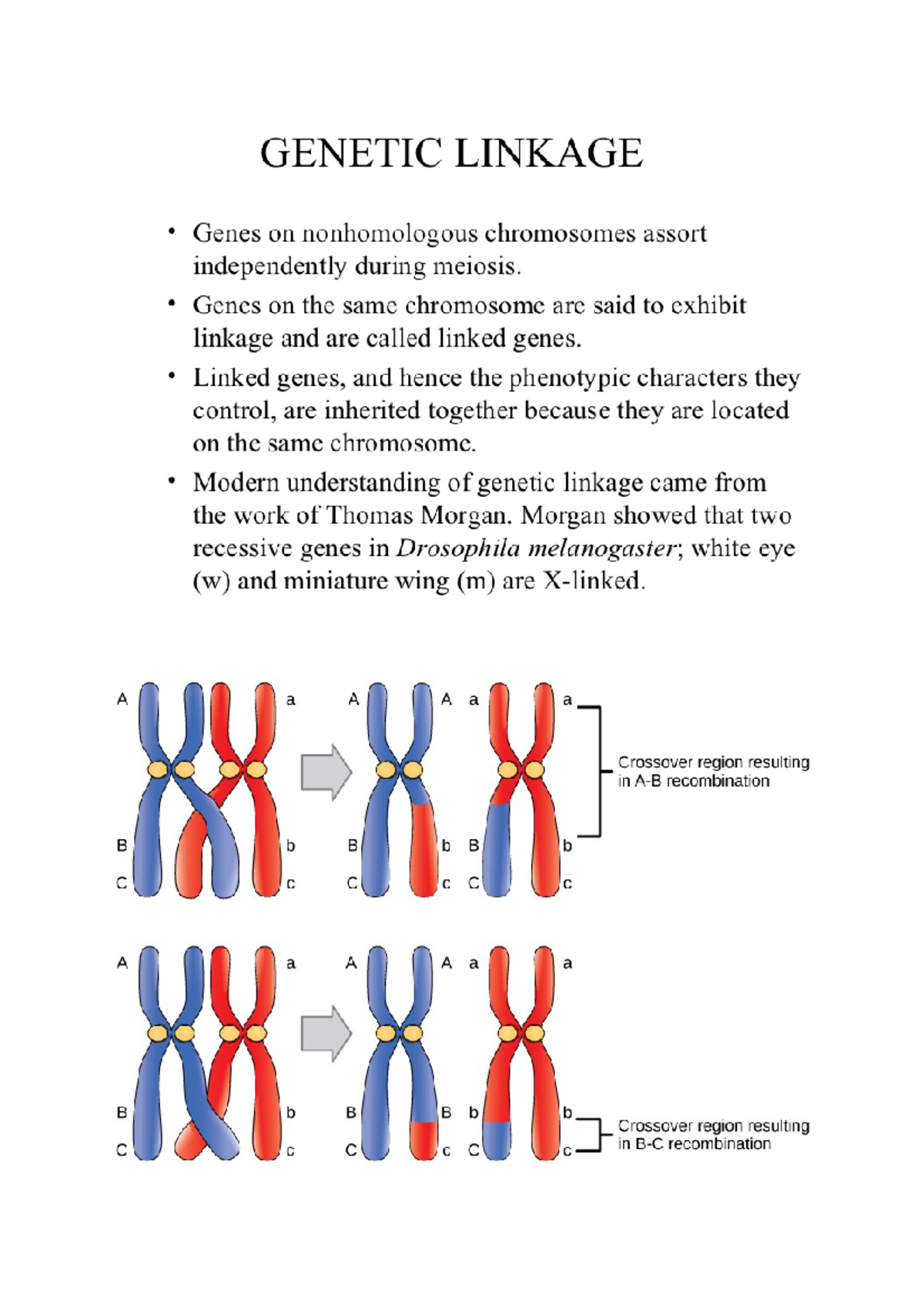 Linkage - BIOL206 - Studocu