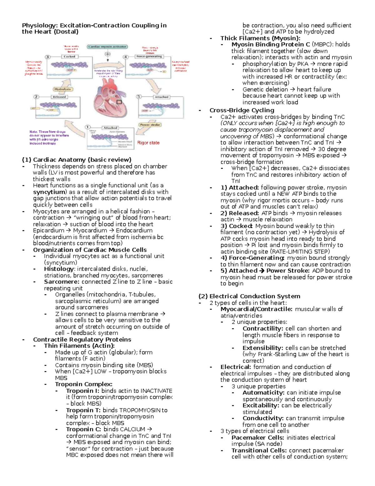 Physiology - Excitation-Contraction Coupling in the Heart (Dostal ...