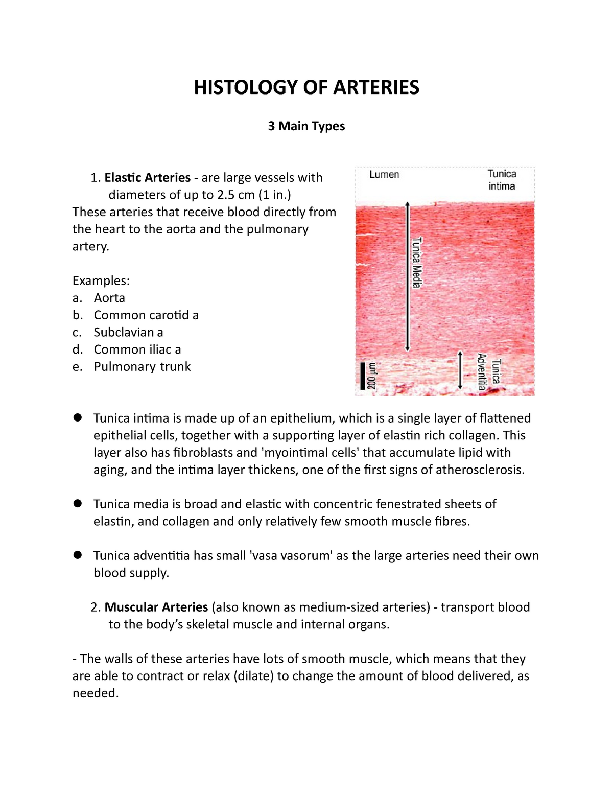 Final Histology OF Arteries - HISTOLOGY OF ARTERIES 3 Main Types 1 ...