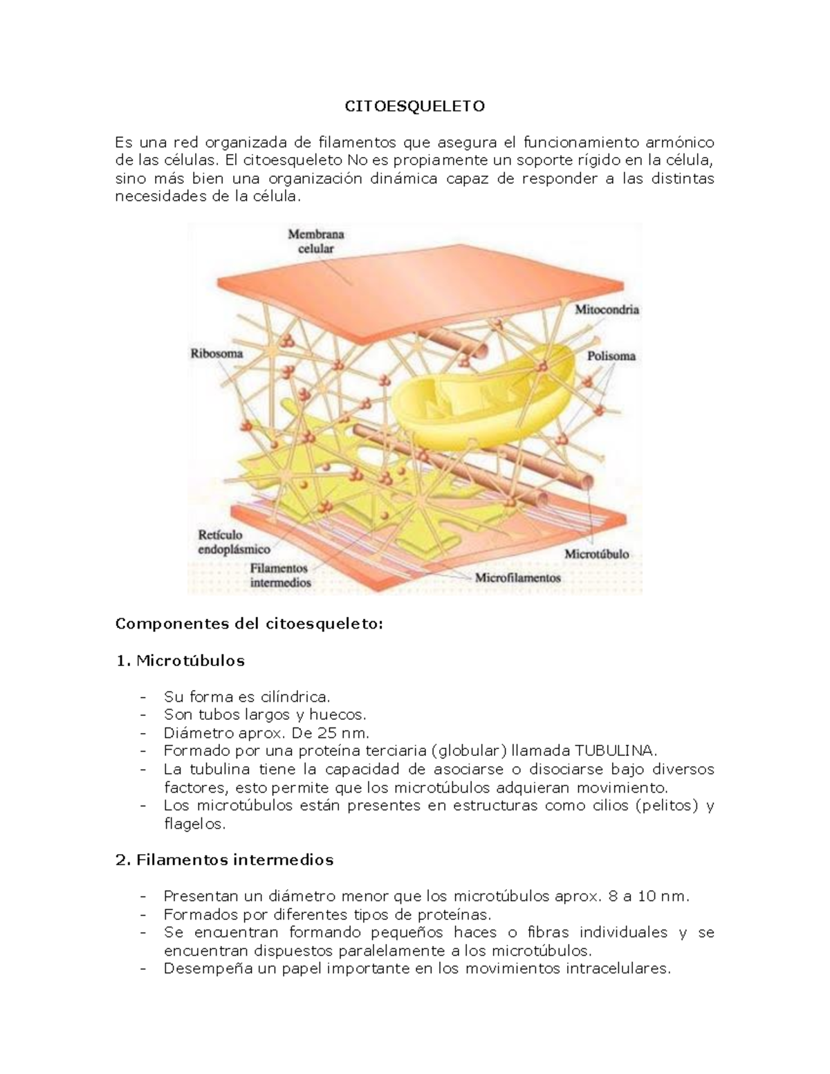 Citoesqueleto - CITOESQUELETO Es Una Red Organizada De Filamentos Que ...