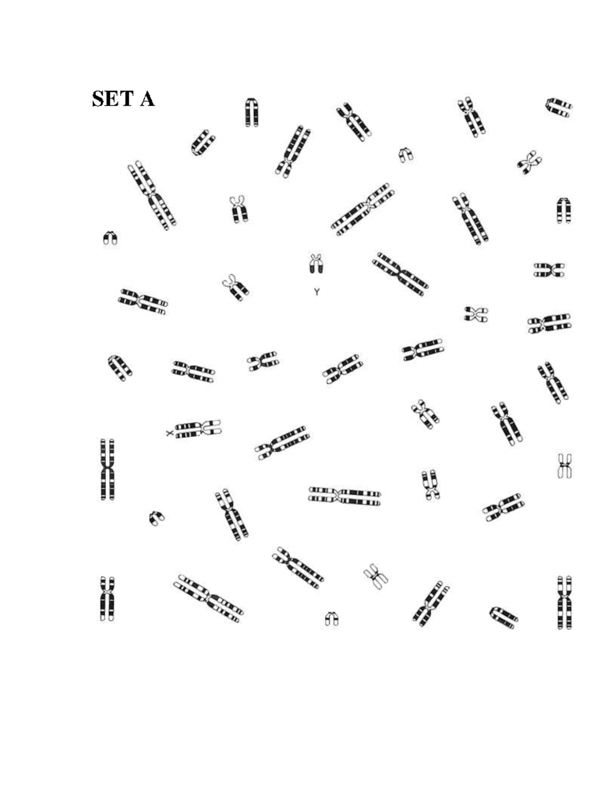 Karyotyping 1 - Human Genetics With Cytogenetics - SET A SET B SET D ...