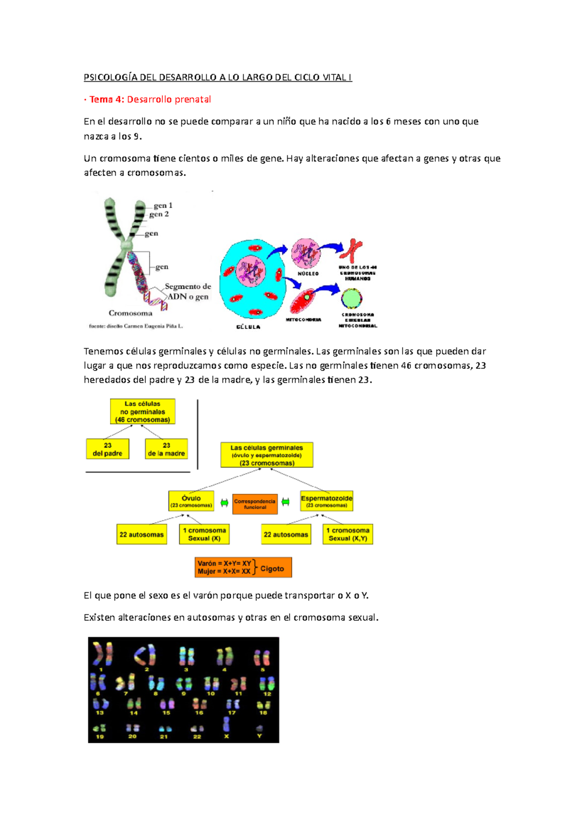 Tema 4 Apunts 4 Psicología Del Desarrollo A Lo Largo Del Ciclo