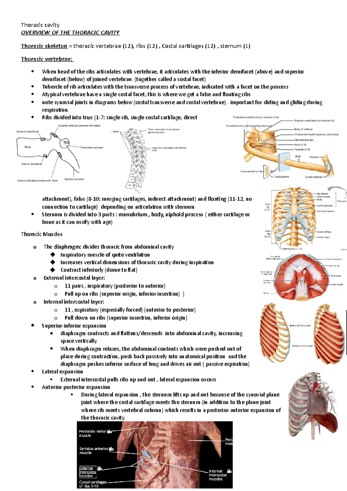 Thoracic - Anatomy Stuff - Overview Of The Thoracic Cavity Thoracic 