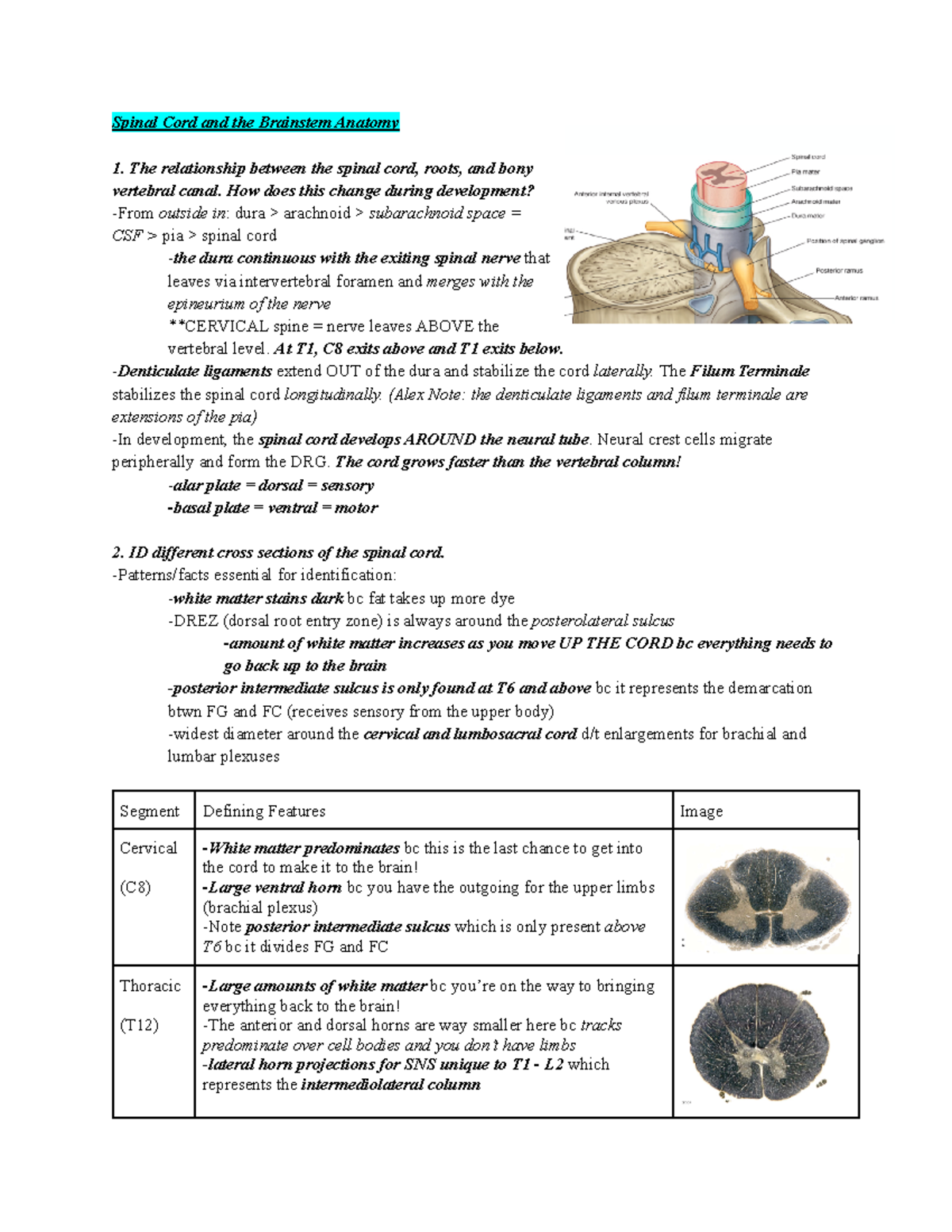 Spinal Cord and Brainstem Anatomy - Spinal Cord and the Brainstem ...