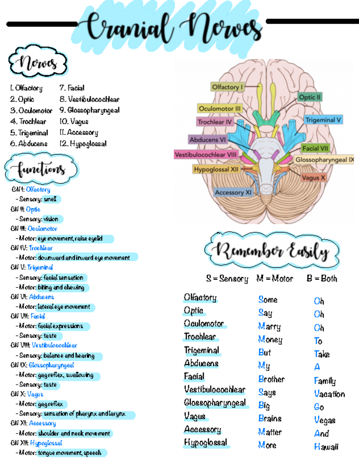 Cranial Nerves - notes - 1. Olfactory 2. Optic 3. Oculomotor 4 ...