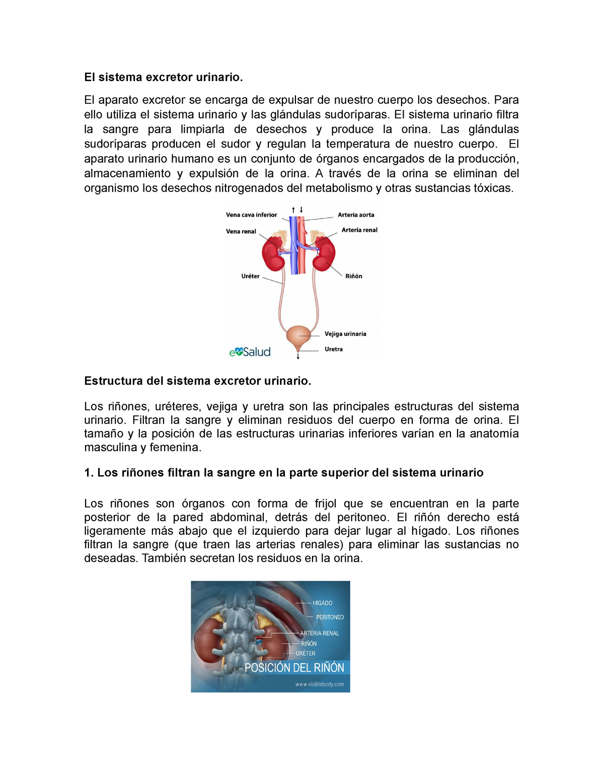 El Sistema Excretor Urinario - El Aparato Excretor Se Encarga De ...