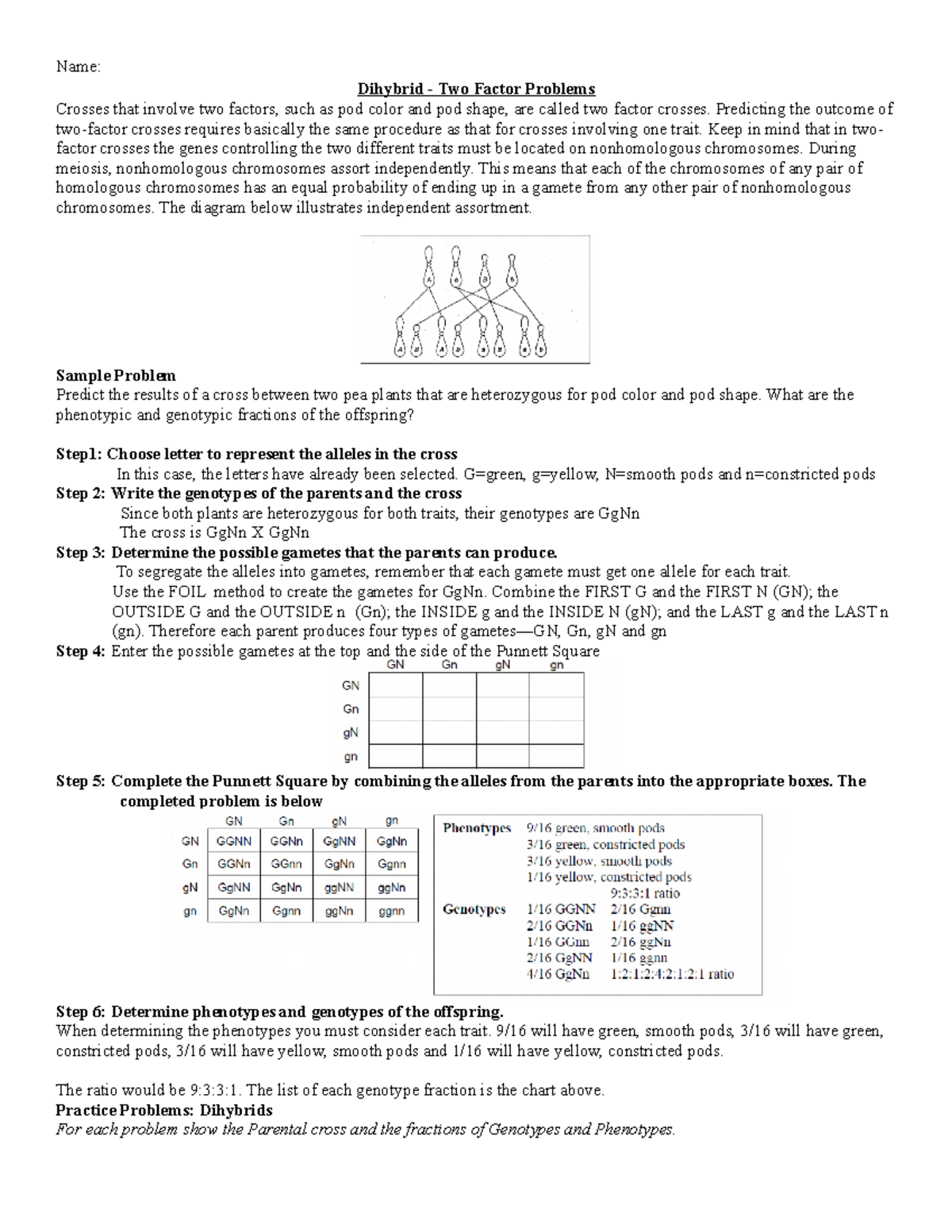 dihybrid crosses - Studocu