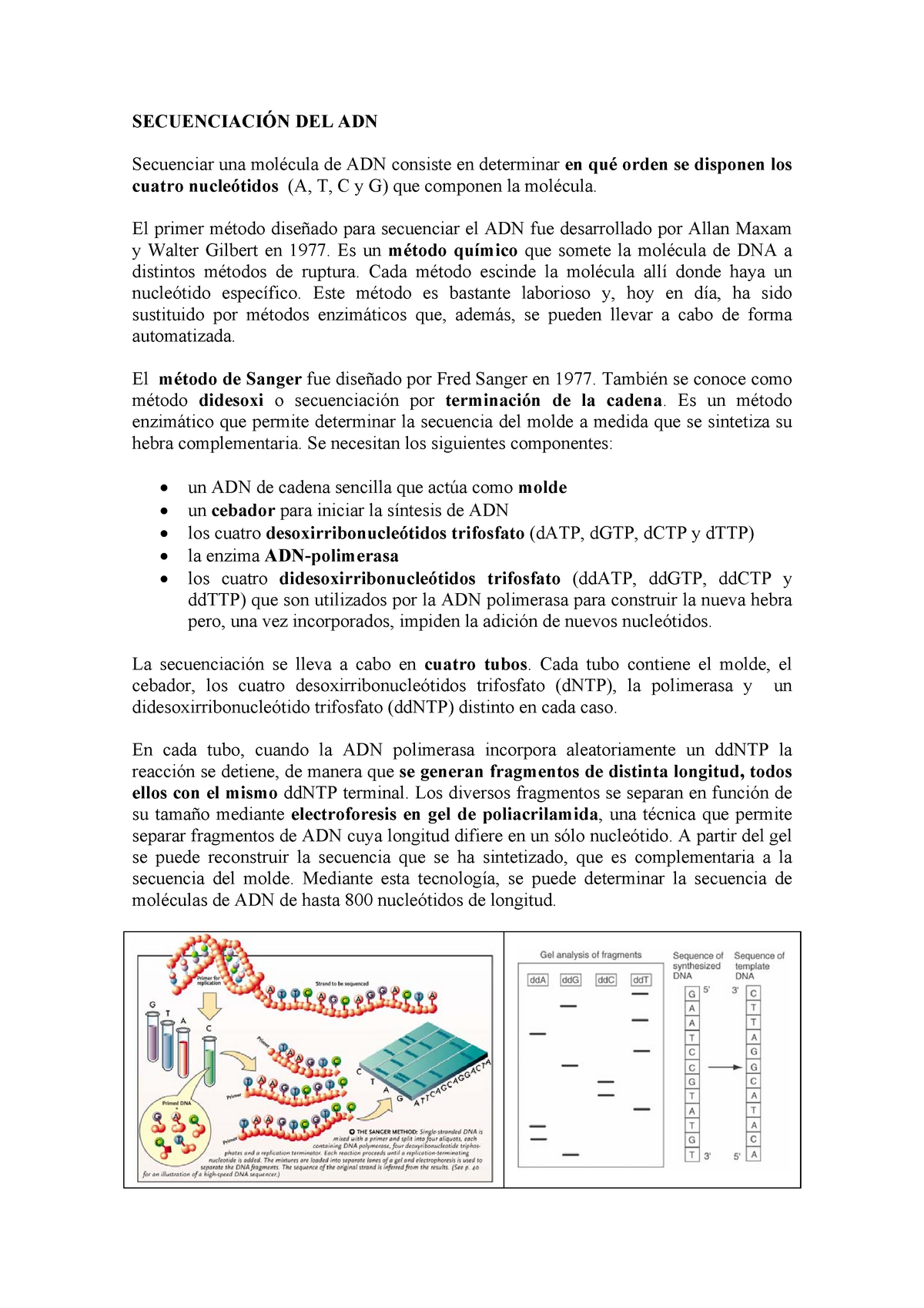 Secuenciación - Apuntes Secuanciacion - SECUENCIACIÓN DEL ADN ...