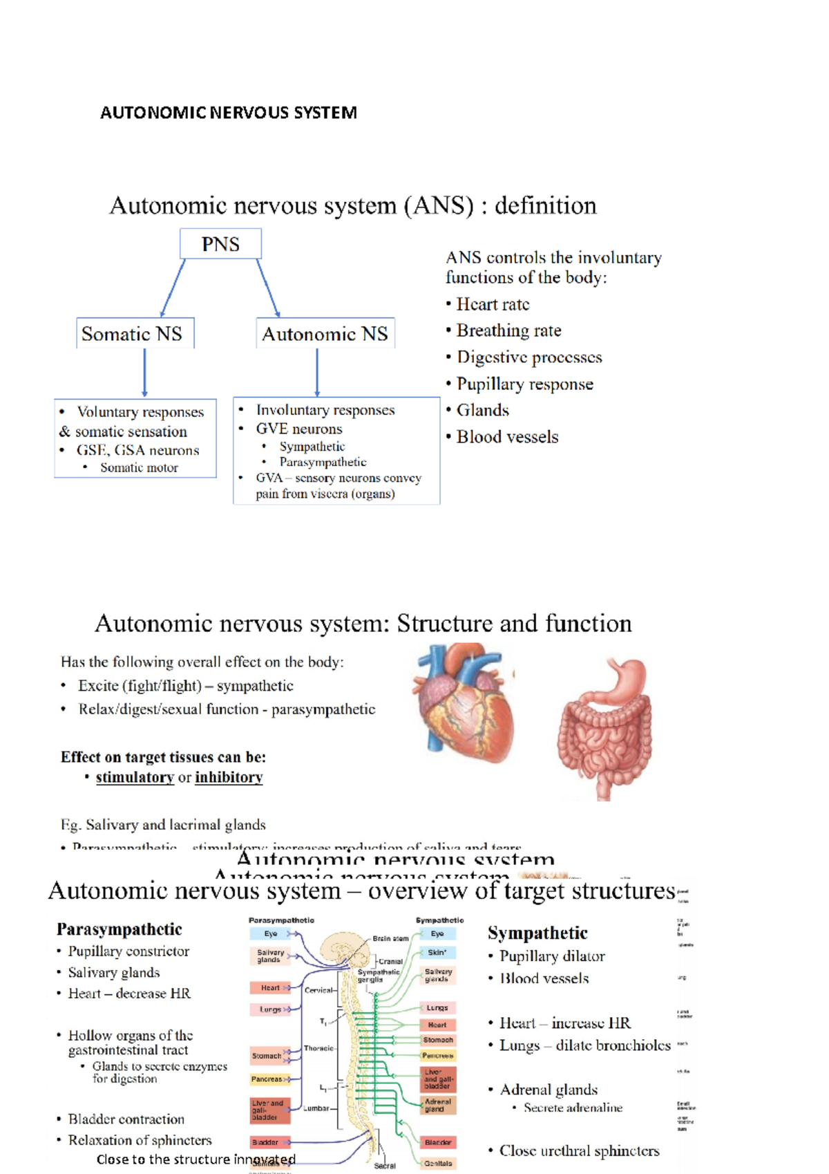 HBB week 7 - notes - AUTONOMIC NERVOUS SYSTEM Close to the structure ...