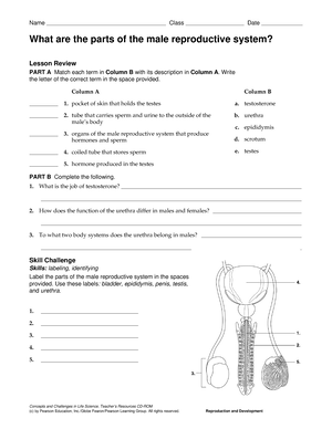 Menstrual Cycle Worksheet - Name Class Date Concepts and Challenges in ...