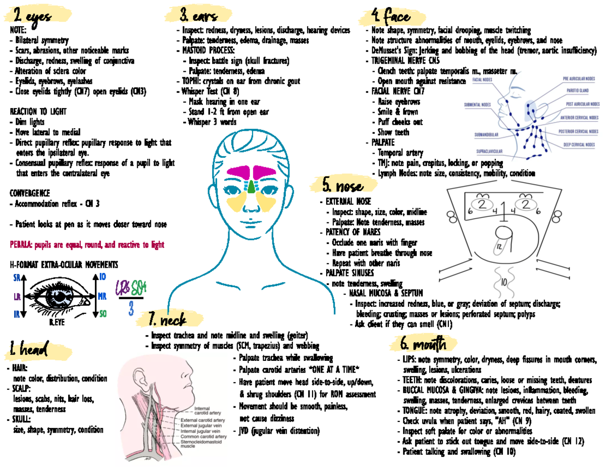 Head, Neck, Mouth, Ears Exam - 2. eyes 3. ears 4. face NOTE: Inspect ...
