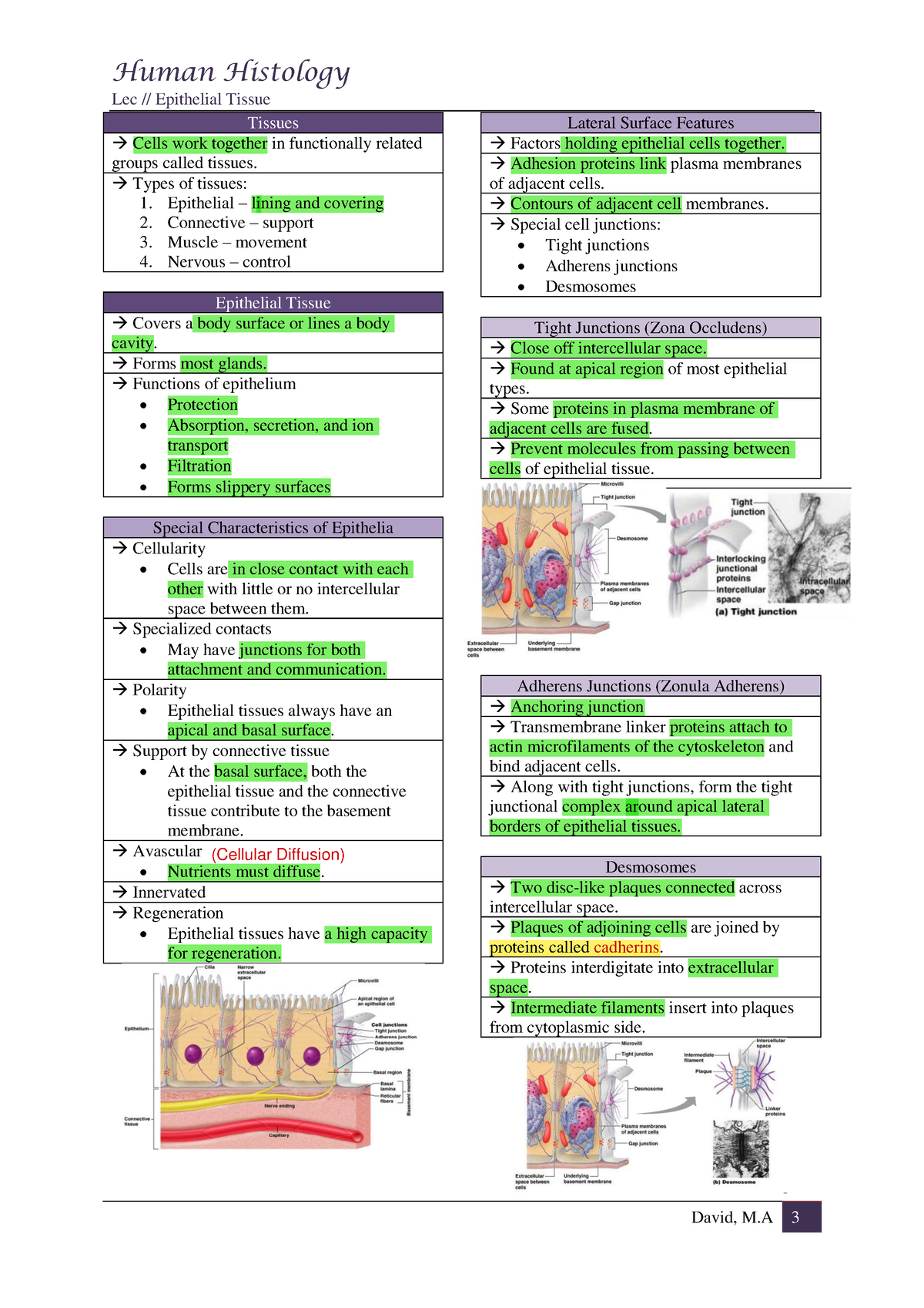 Epithelial Tissue - Lec // Epithelial Tissue Tissues Cells work ...