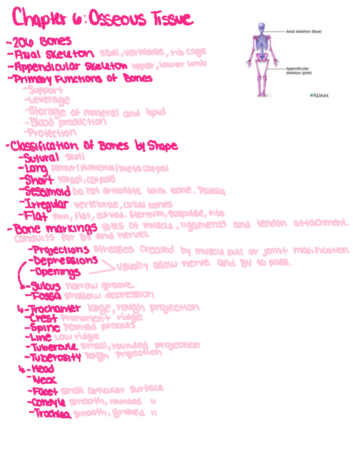 Chapter 6 Notes - Chapter 6 : Osseous Tissue - 206 Bones - Axial ...