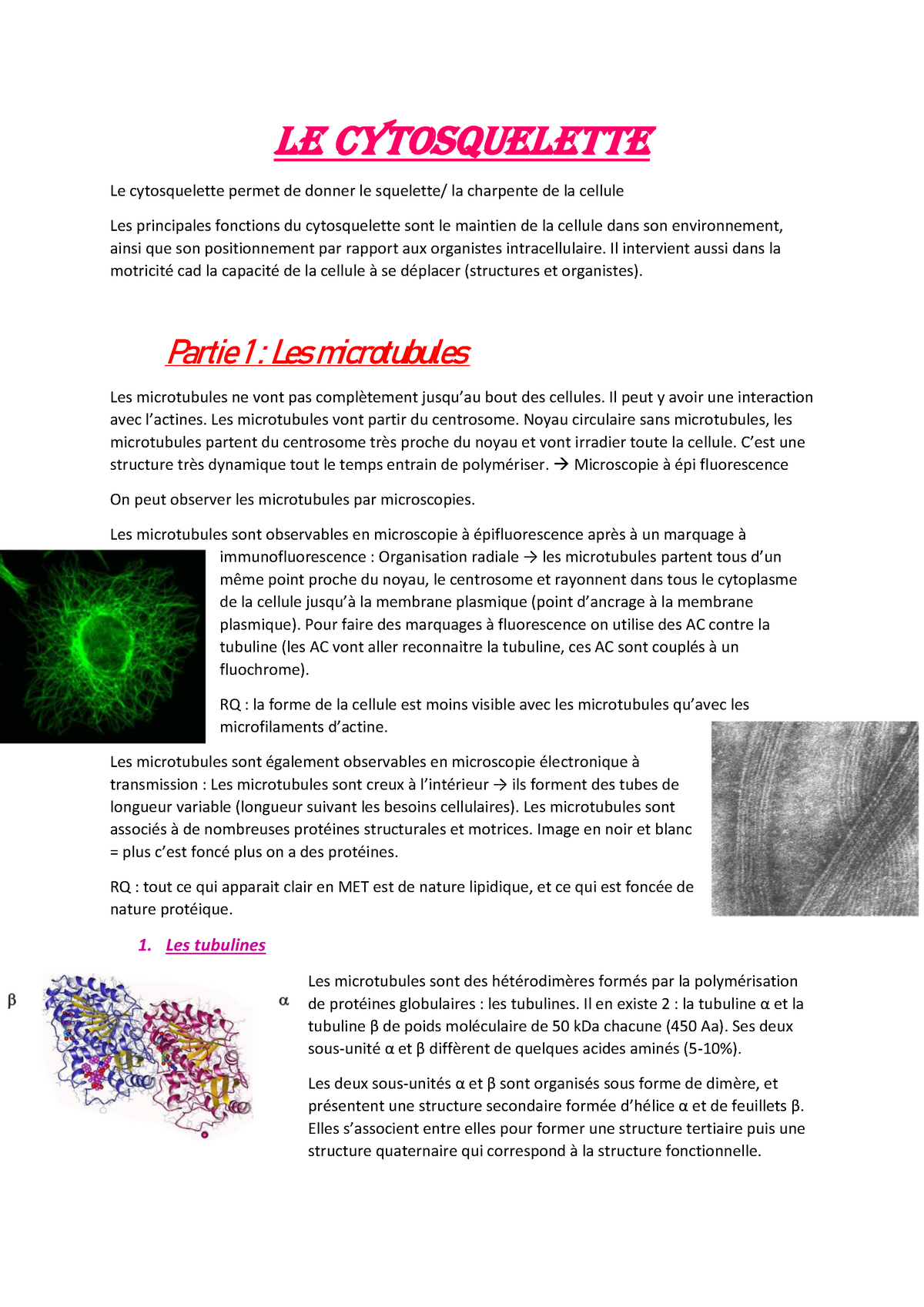 Les Microtubules - Le Cytosquelette Le Cytosquelette Permet De Donner ...