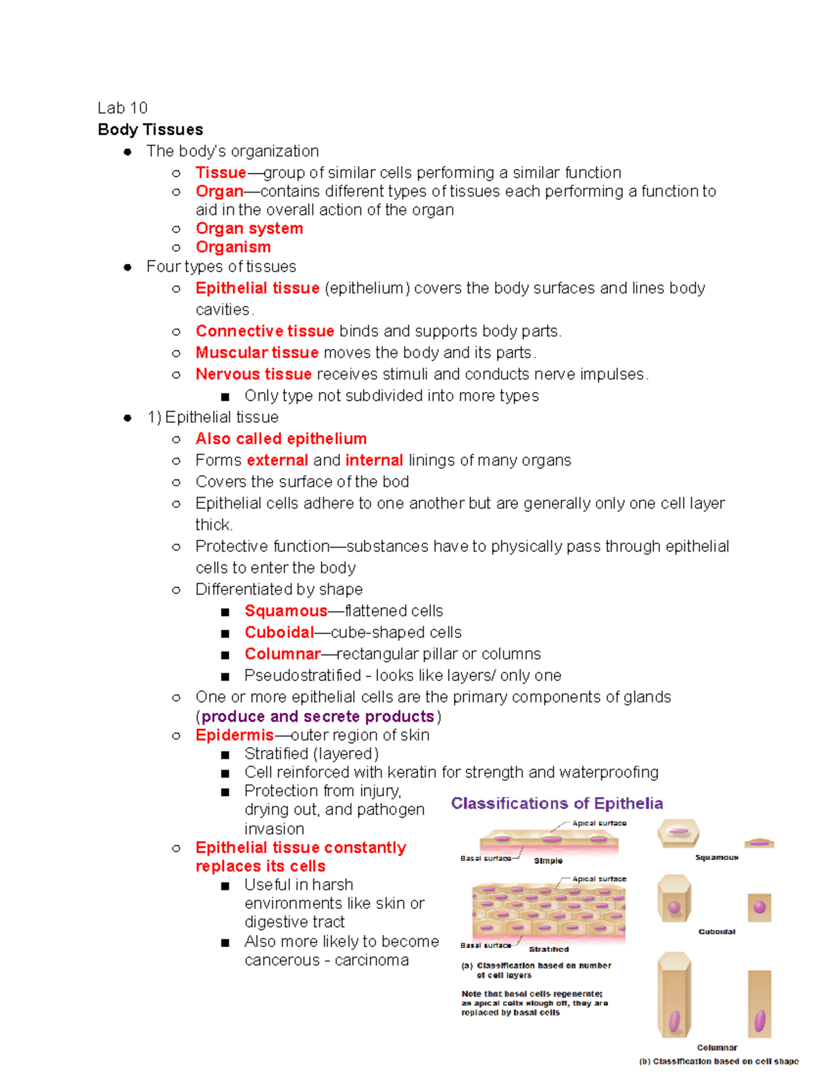 Bio 1012 Lab 10 Notes - Lab 10 Body Tissues The body’s organization ...