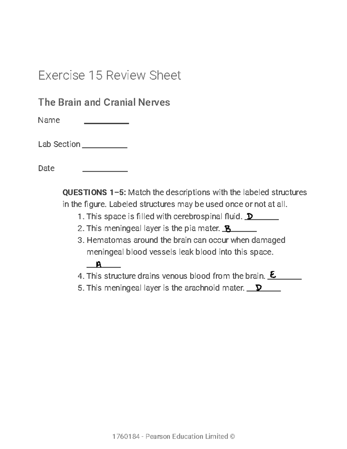 Lab Completed Lab Assignment Exercise Review Sheet The Brain