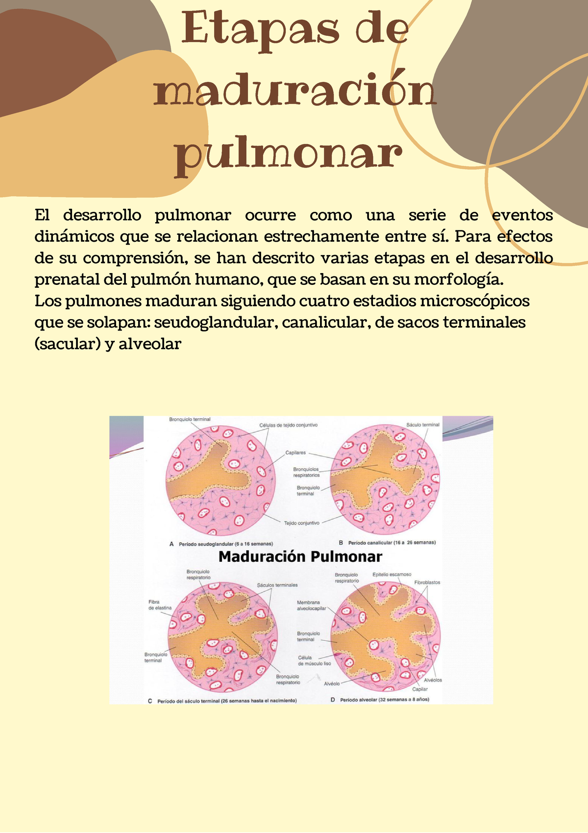 Etapas de maduración pulmonar - Etapas de maduración pulmonar El ...