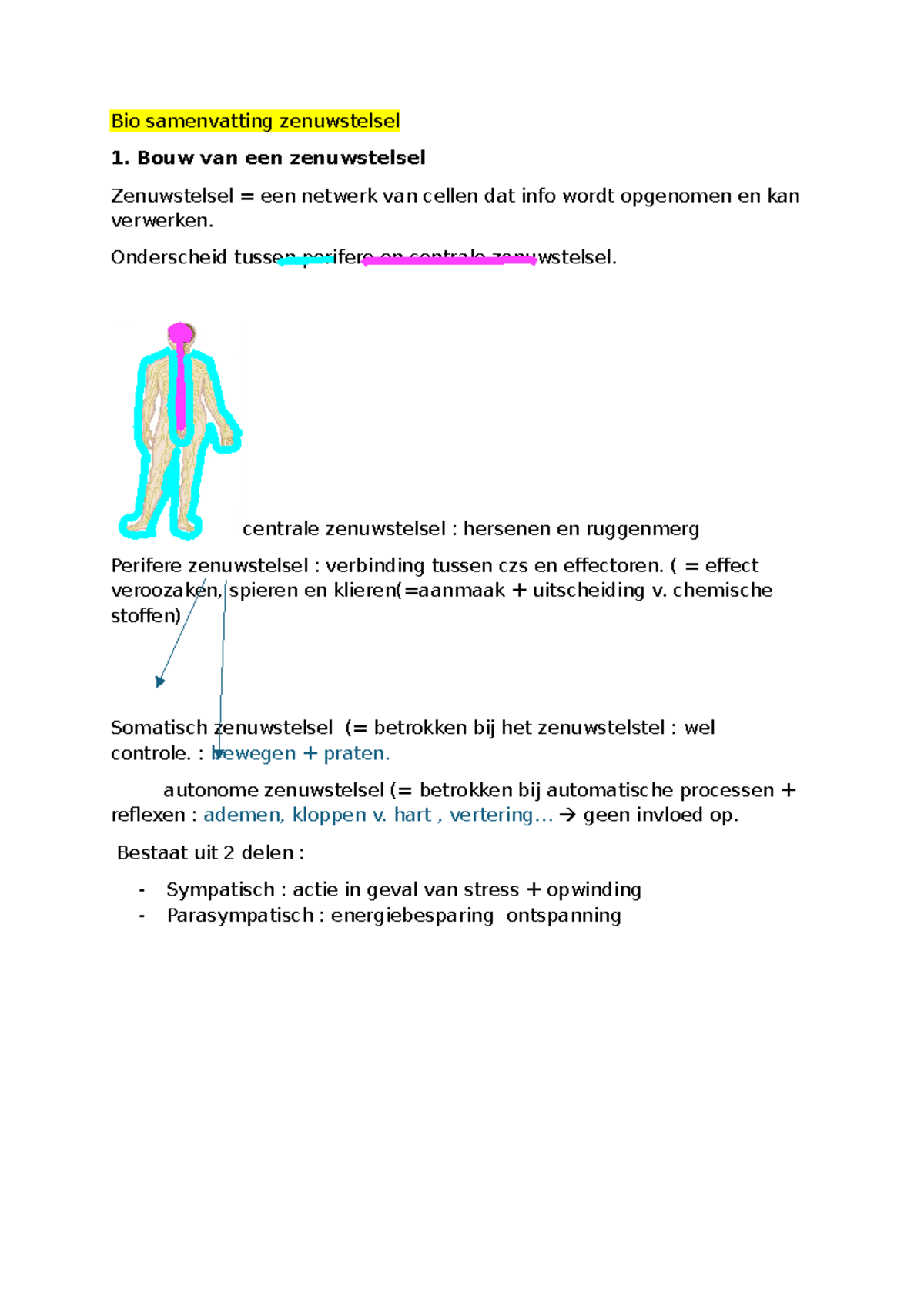 Bio Samenvatting Zenuwstelsel - Bio Samenvatting Zenuwstelsel Bouw Van ...