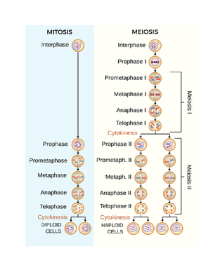 Biology Unit 1: MRS GREN, Living Criteria, and Taxonomy - Unit One MRS ...