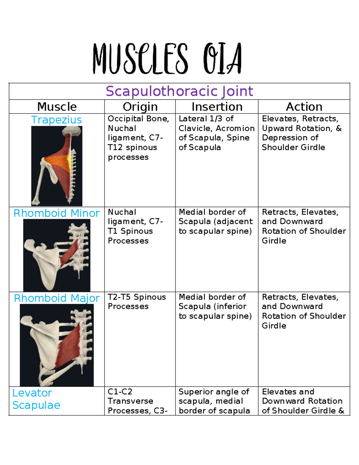 Muscles OIA Anatomy - Scapulothoracic Joint Muscle Origin Insertion ...