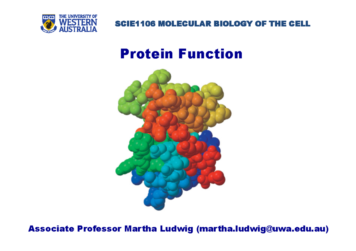 Protein Function Protein Function Associate Professor Martha Ludwig