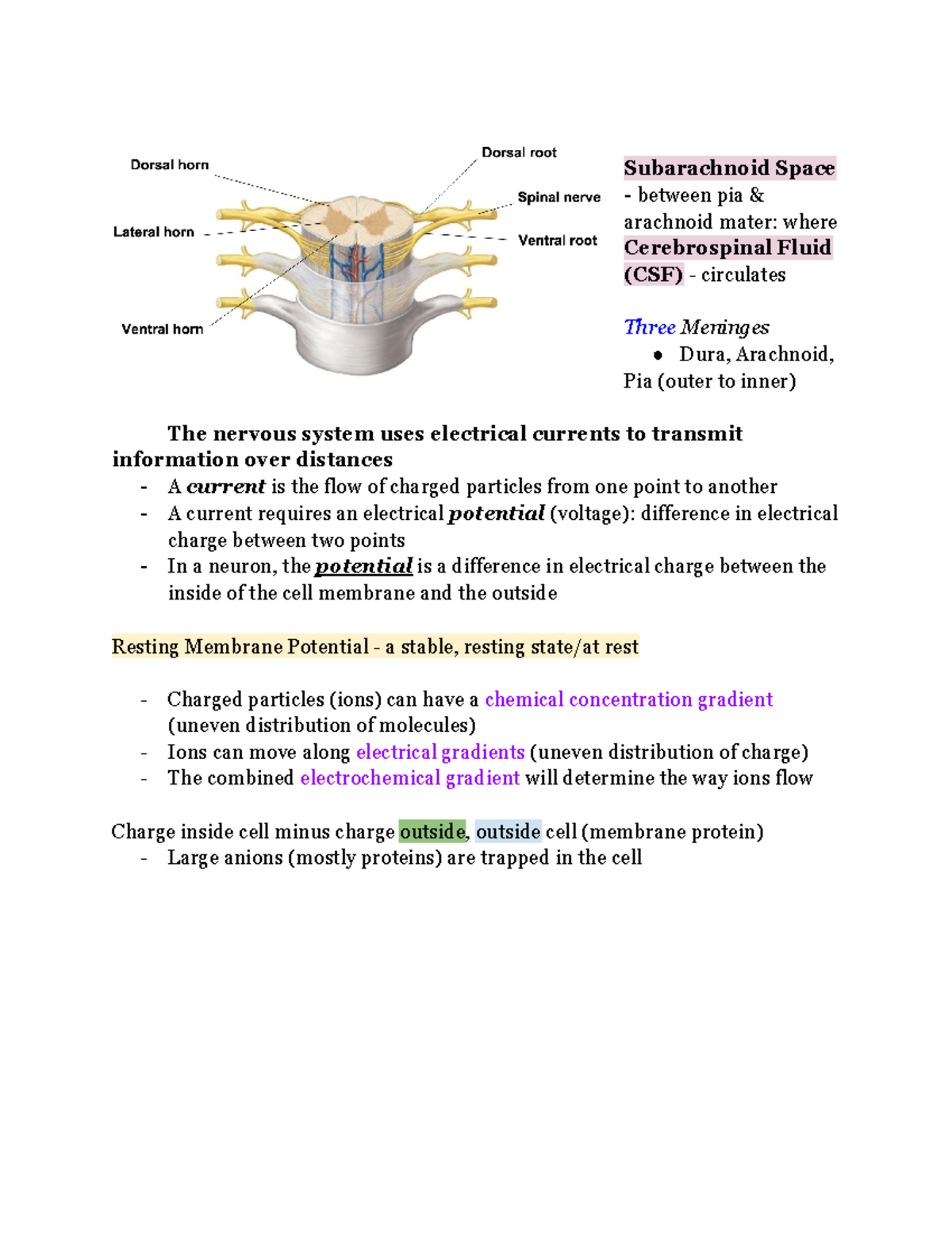 Biology 161 Waters - Subarachnoid Space between pia & arachnoid mater ...