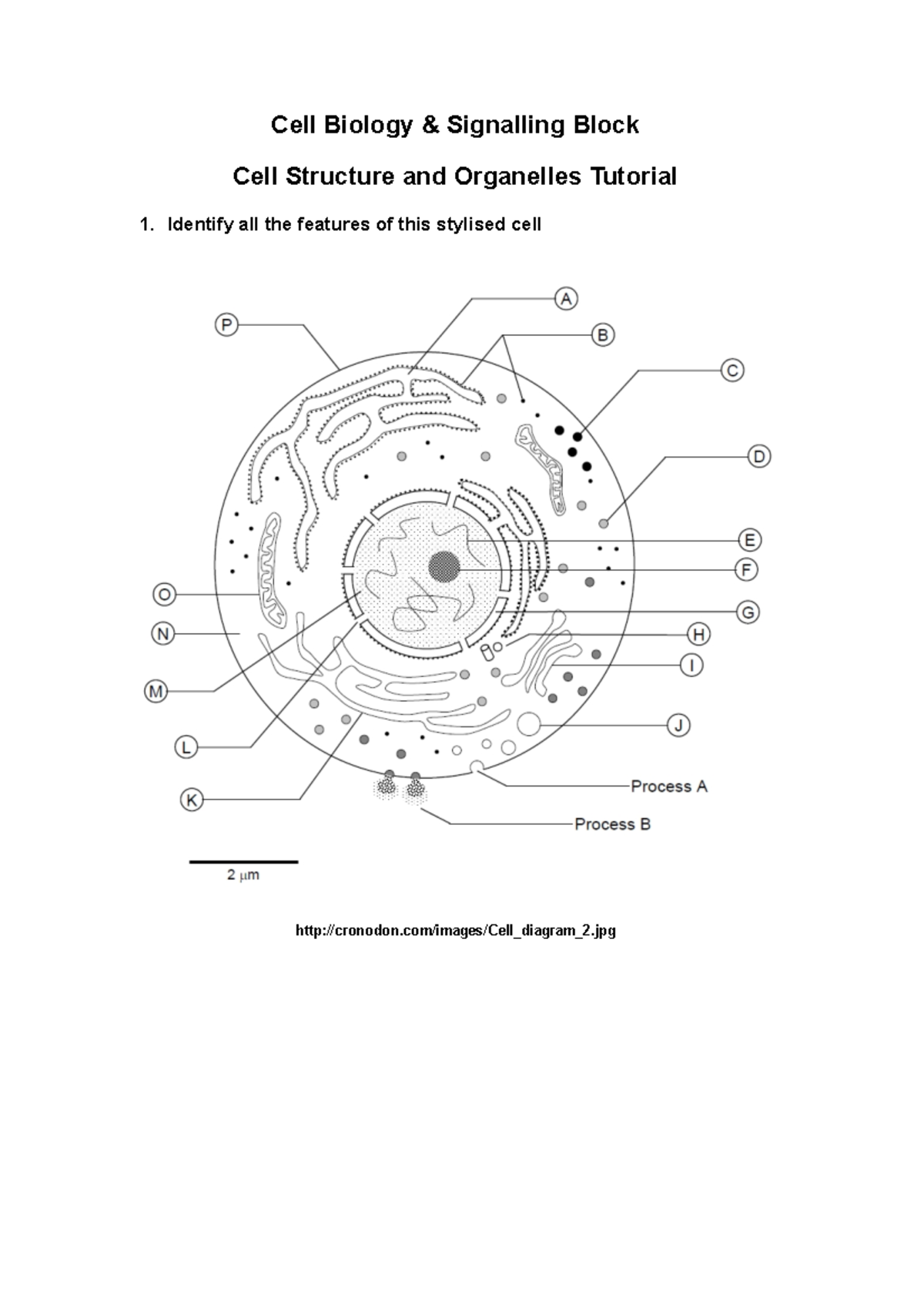Homework worksheet Cell Biology & Signalling Block Cell Structure