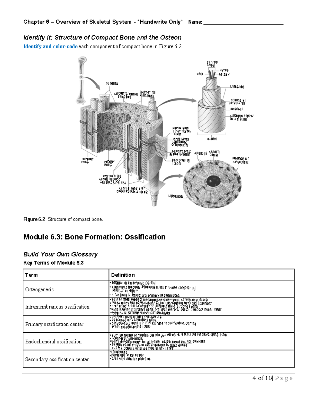 Chapter 6 lecture notes - Chapter 6 – Overview of Skeletal System ...