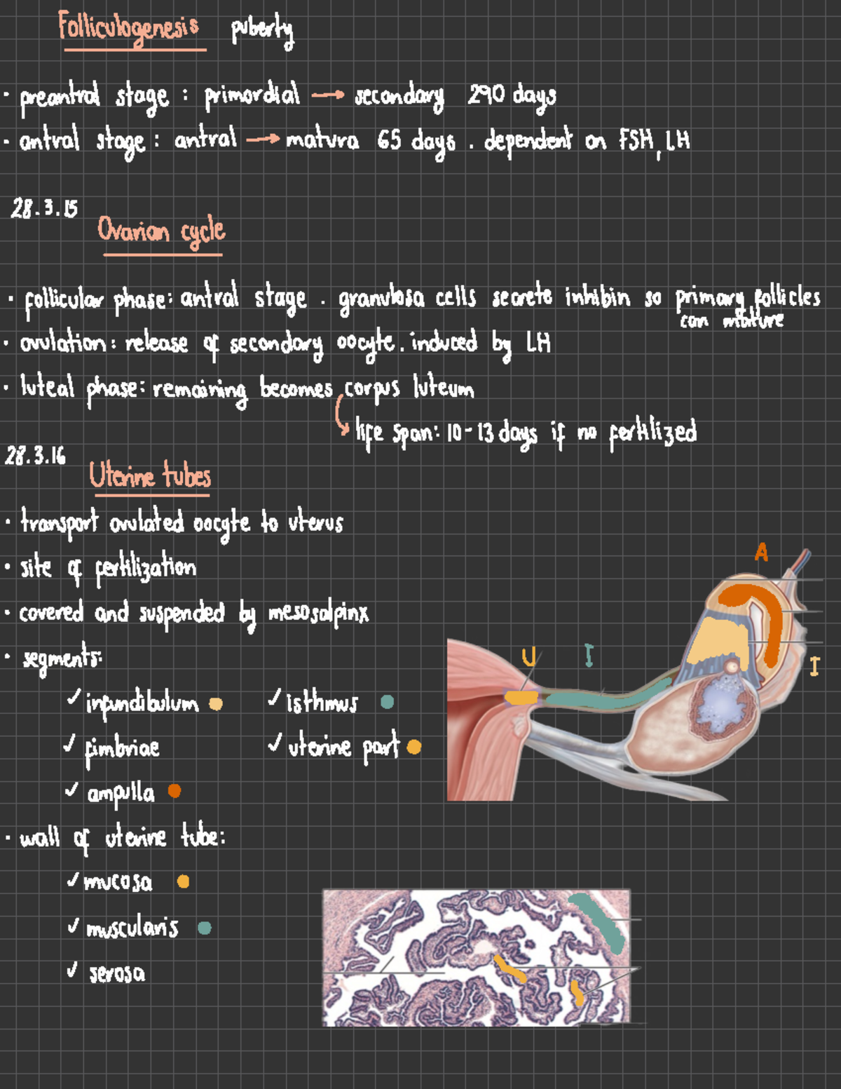 Chapter 28 - Reproductive System - Folliculogenesis puberty preautral ...