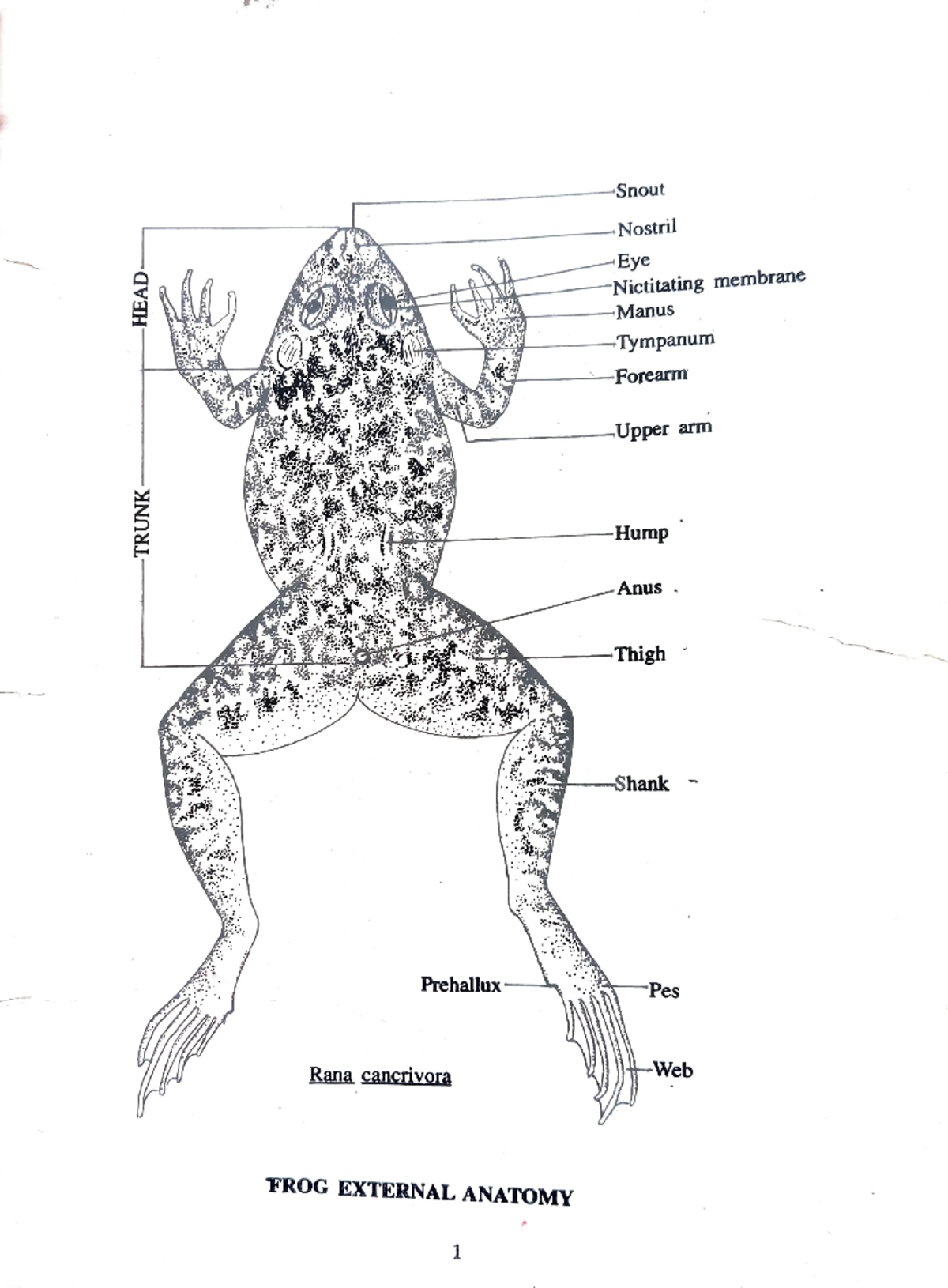 Ilide - Frog parts - Snout -Nostril -Eye Nictitating membrane Manus ...