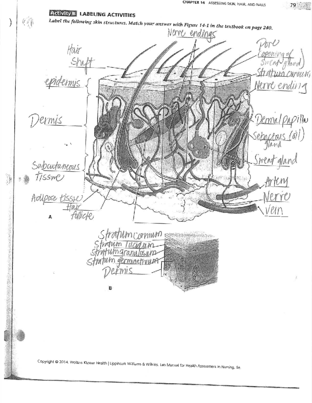 Ch 10 14 22 Chapters 10 14 Of Client Assessment Lab Manual Chapter 14 Assessing Skin 6978