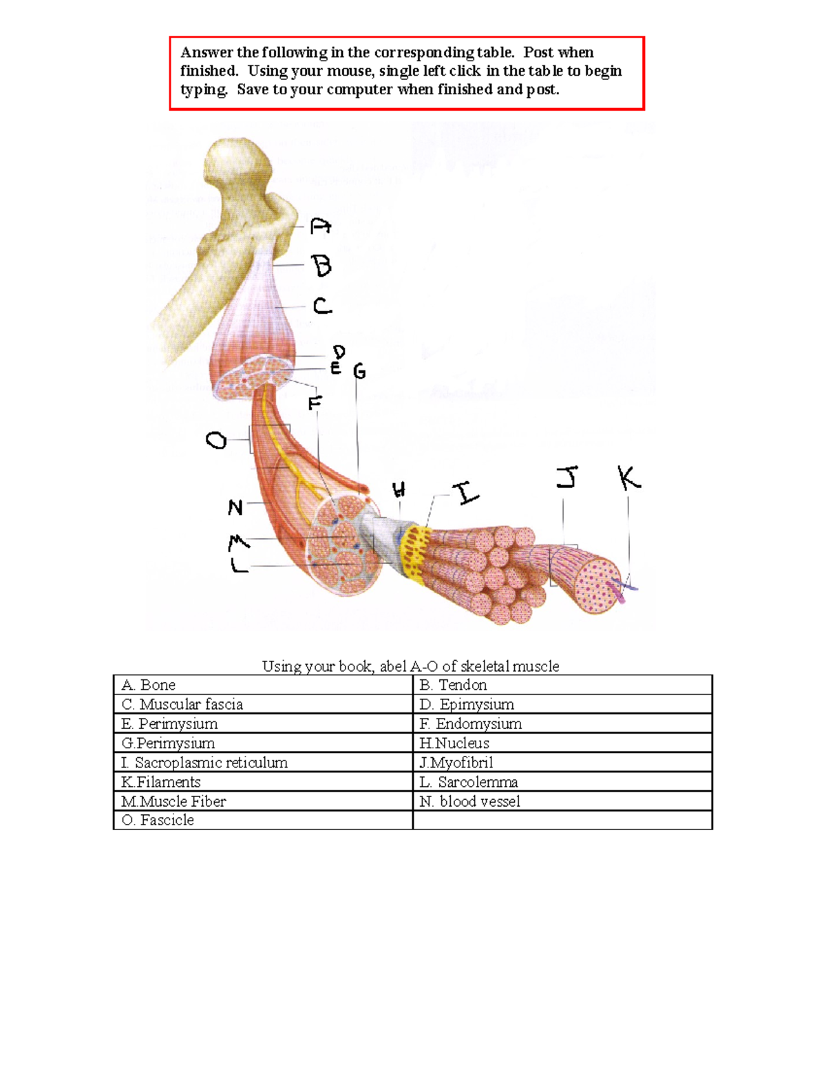 Muscle - Using your book, abel A-O of skeletal muscle A. Bone B. Tendon ...