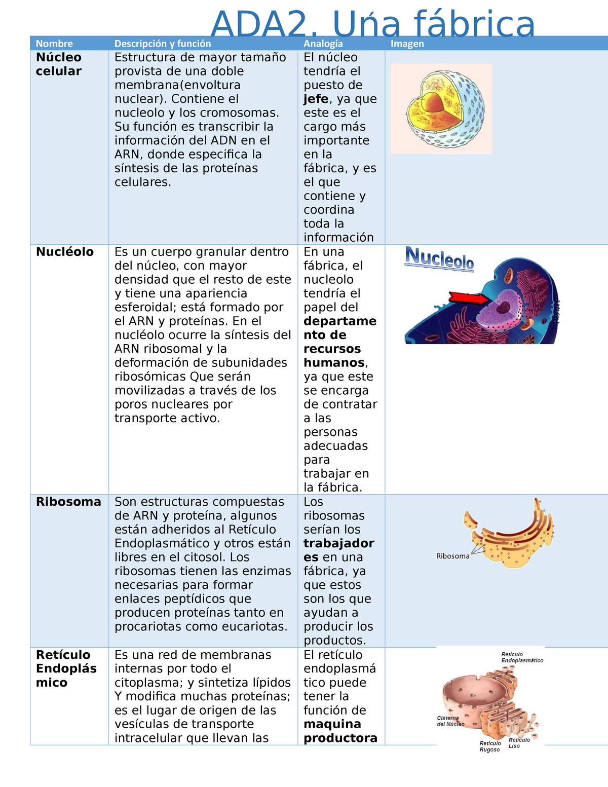 Celula Fabrica - Nombre Descripción y función Analogía Imagen Núcleo ...