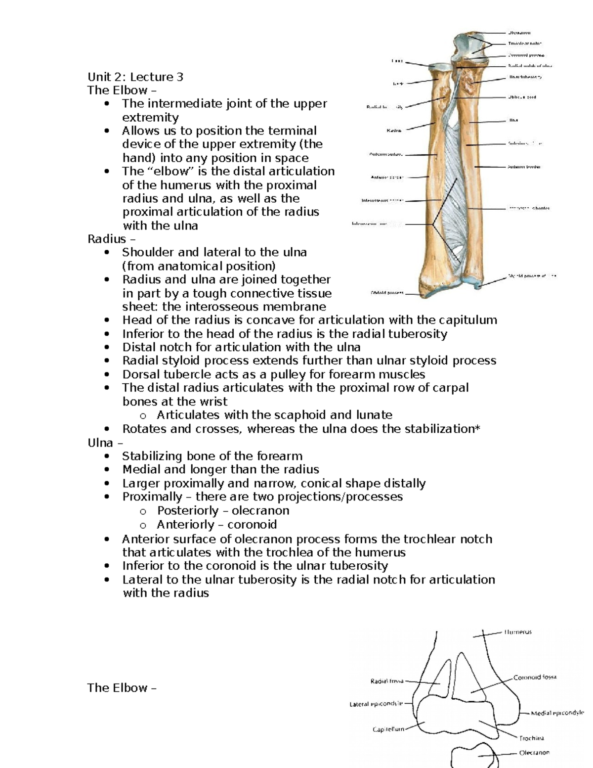 Unit 2 lecture 3 Unit 2 Lecture 3 The Elbow The intermediate joint
