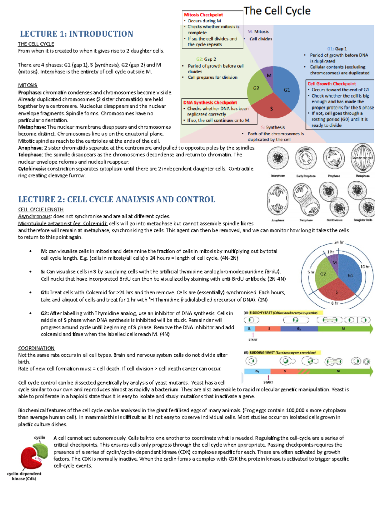 Lecture notes, all lectures - LECTURE 1: INTRODUCTION THE CELL CYCLE ...