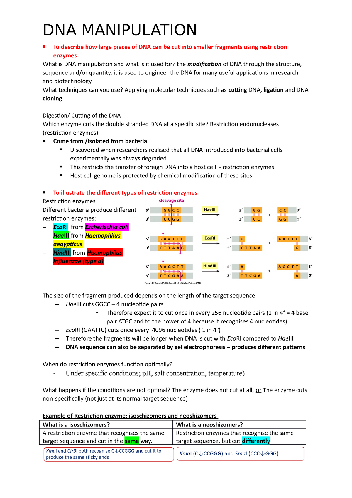 dna-manipulation-biom2005-to-describe-how-large-pieces-of-dna-can-be