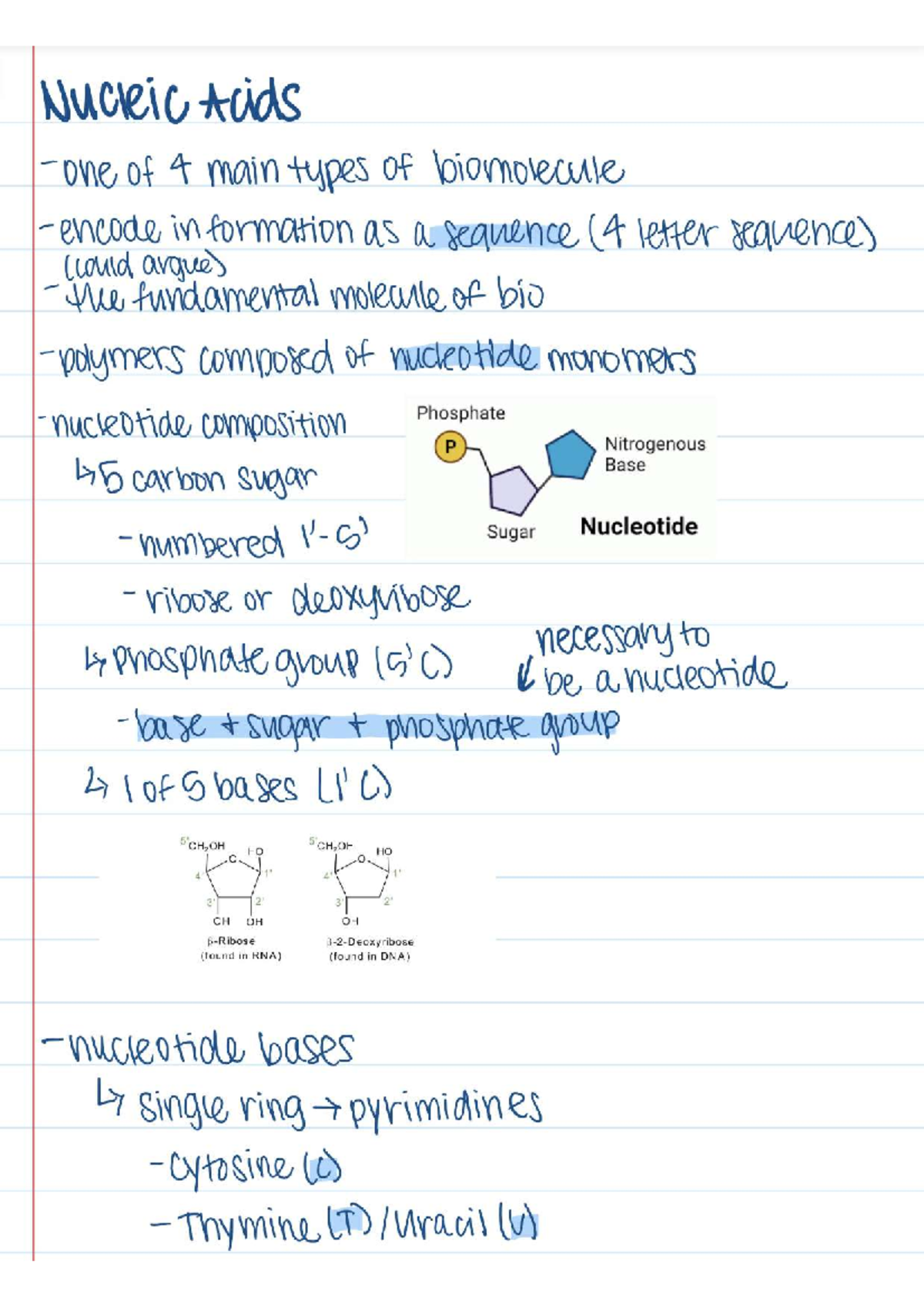 Nucleic Acids Notes BIOL 105 Studocu