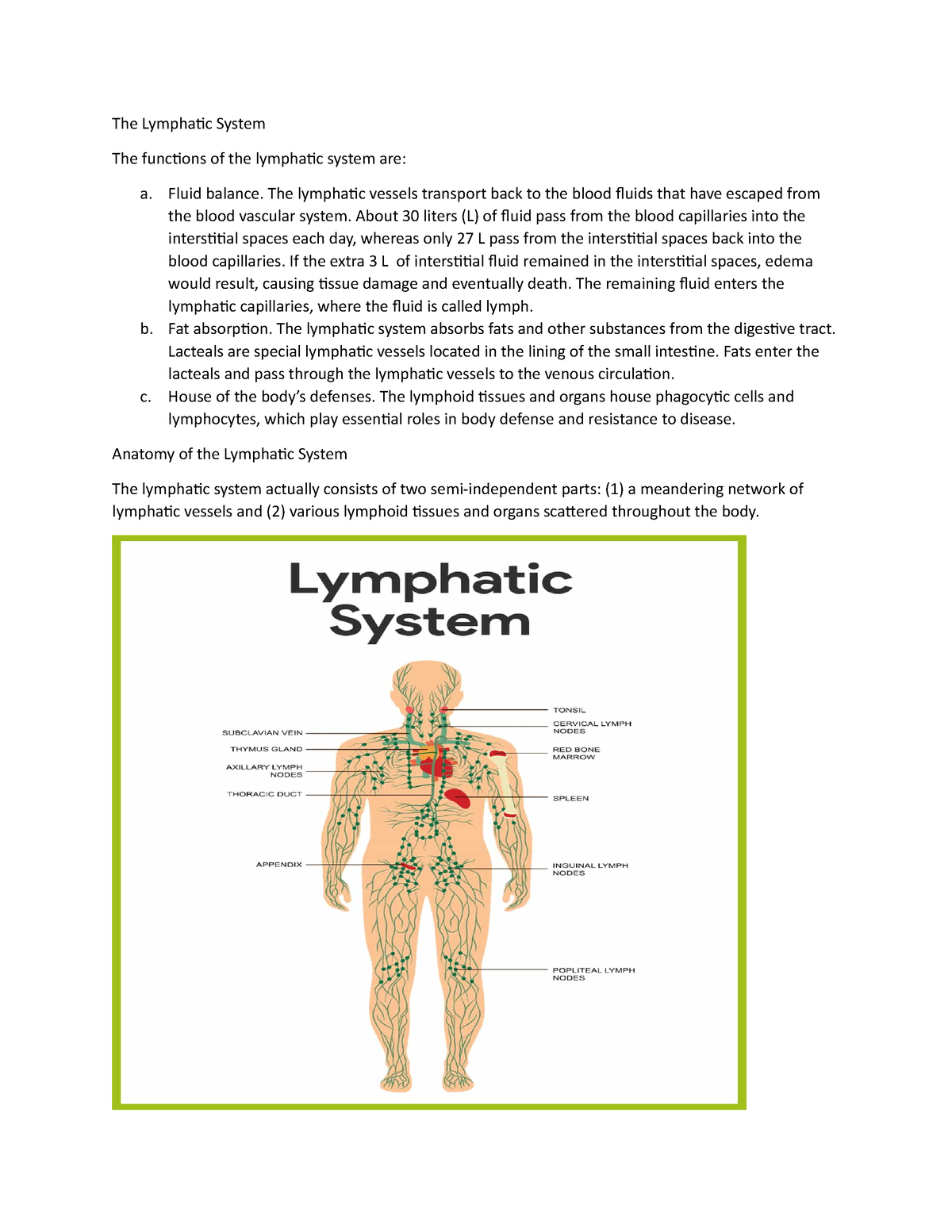 Module 26 The Lymphatic System The Lymphatic System The Functions Of The Lymphatic System 4848