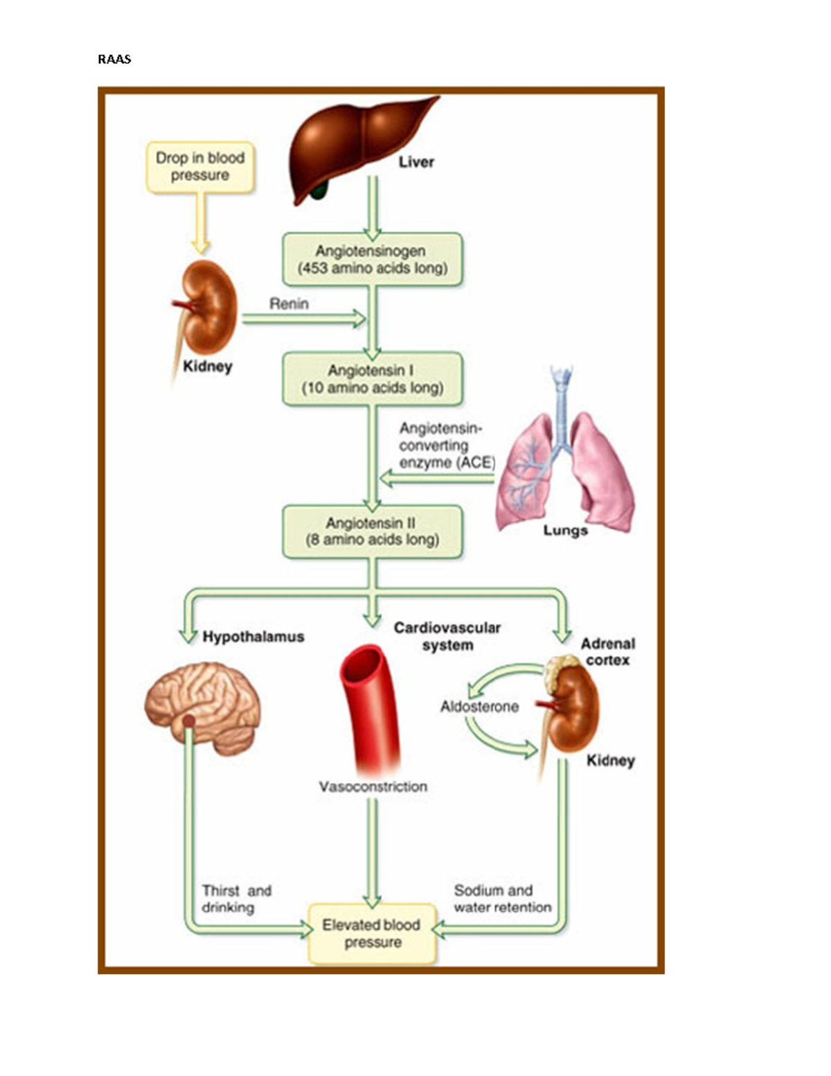 RAAS - Renin Angiotensin Aldosterone System - BSC2086 - RAAS - Studocu