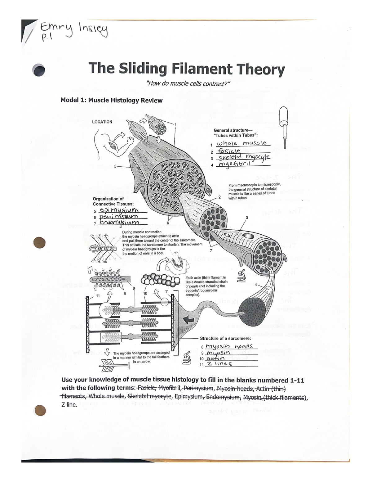 The Sliding Filament Theory - Studocu