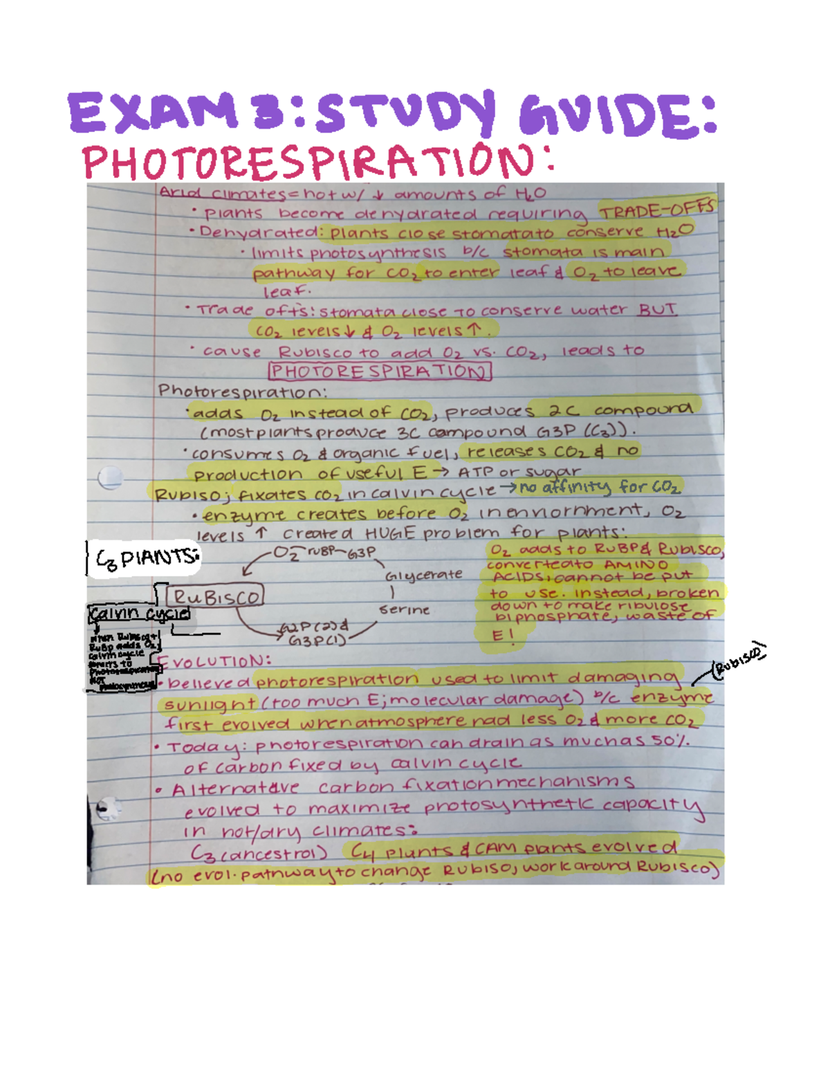 Photorespiration AND Cellular Respiration - EXAM 3 STUDY GUIDE PHOTO ...